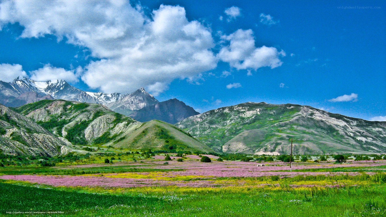 Flower field with mountains