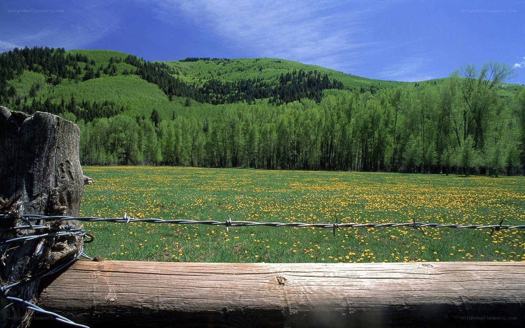 Flower field with mountains
