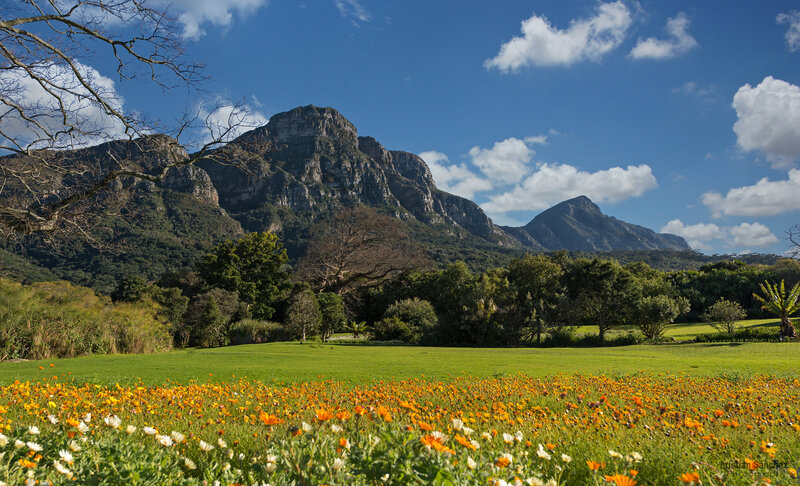 Flower Field with Mountains — Green, Serene, Afternoon, Photograph, Trees