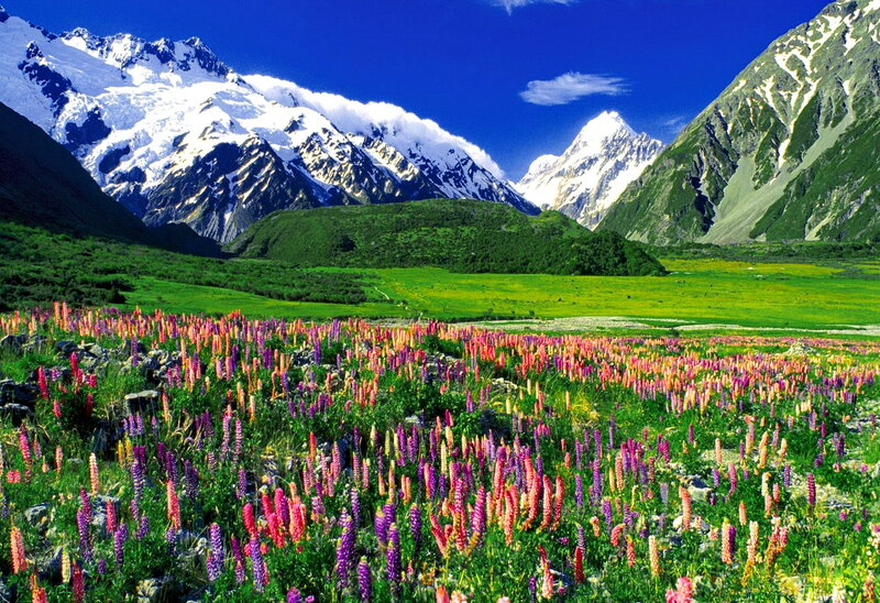 Flower Field with Mountains — Green, Serene, Afternoon