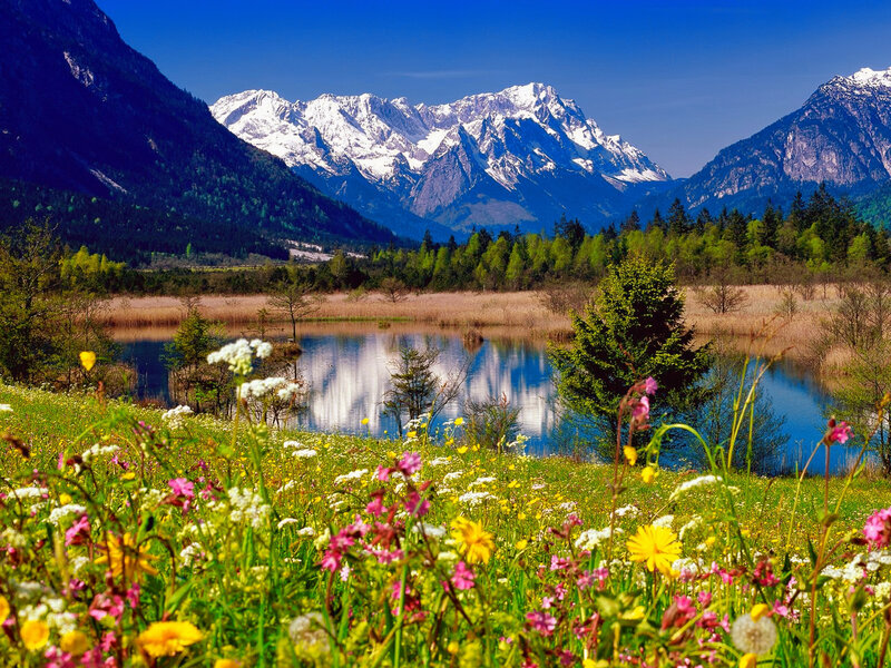 Flower Field with Mountains — Green, Serene, Spring