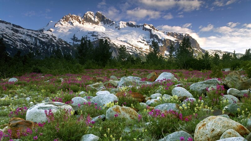 Flower Field with Mountains — Green, Serene, Summer