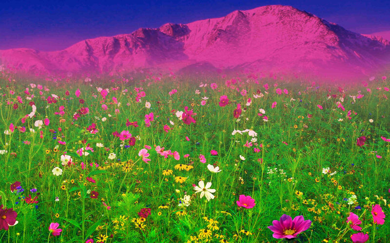 Flower Field with Mountains — Pink, Dreamy