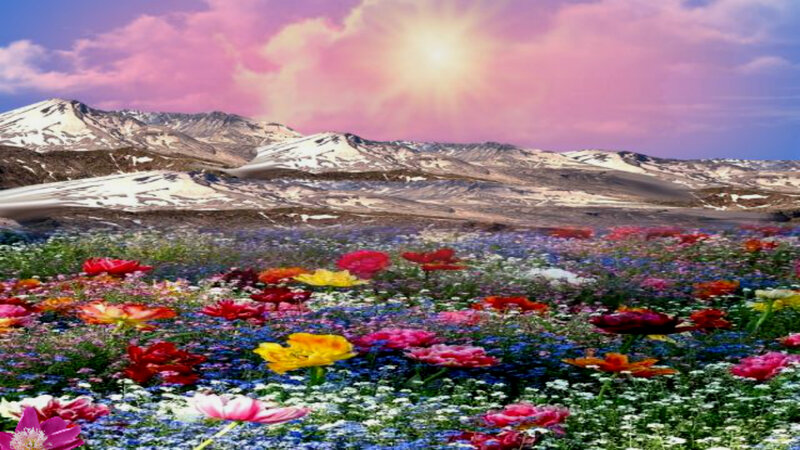 Flower Field with Mountains — Pink, Serene