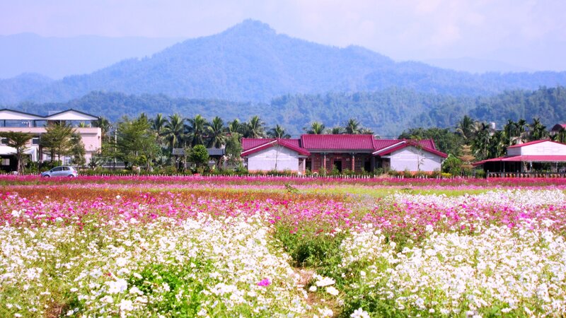 Flower Field with Mountains — Pink