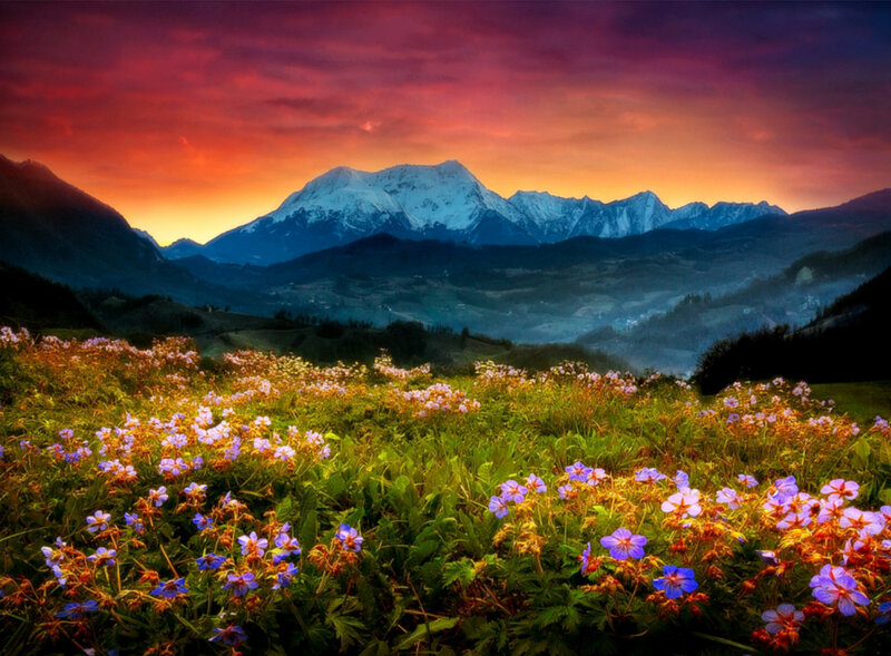 Flower Field with Mountains — Purple