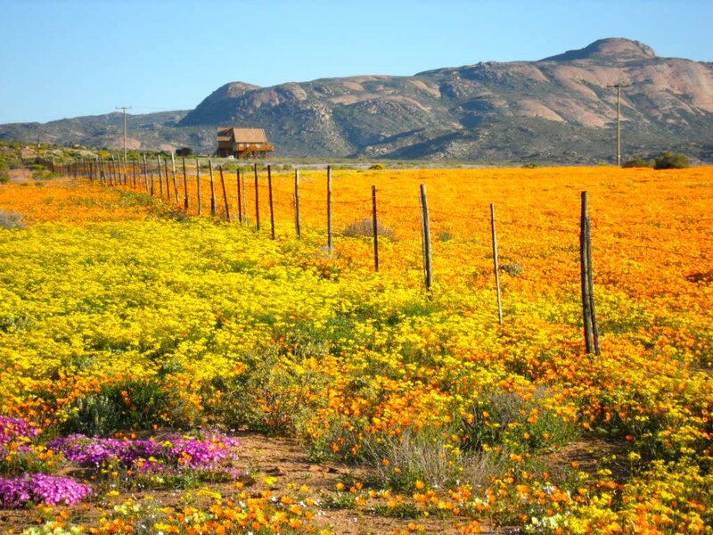 Flower Field with Mountains — Yellow