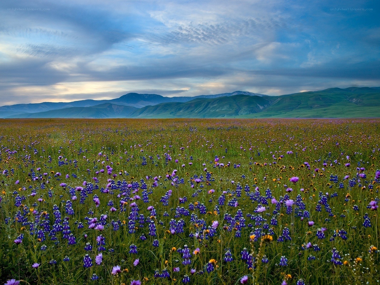 Flower field with mountains