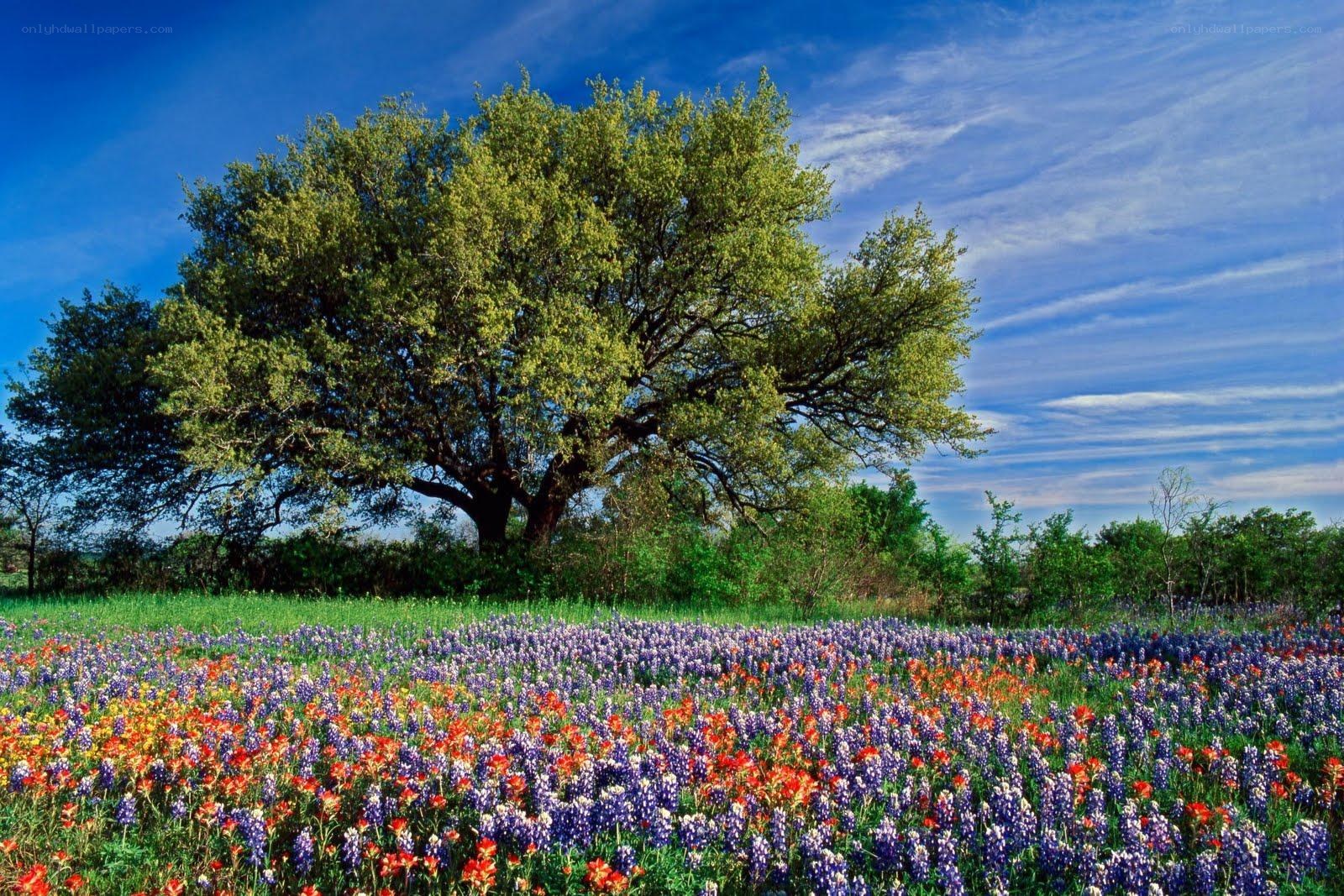 Flower field with oak tree