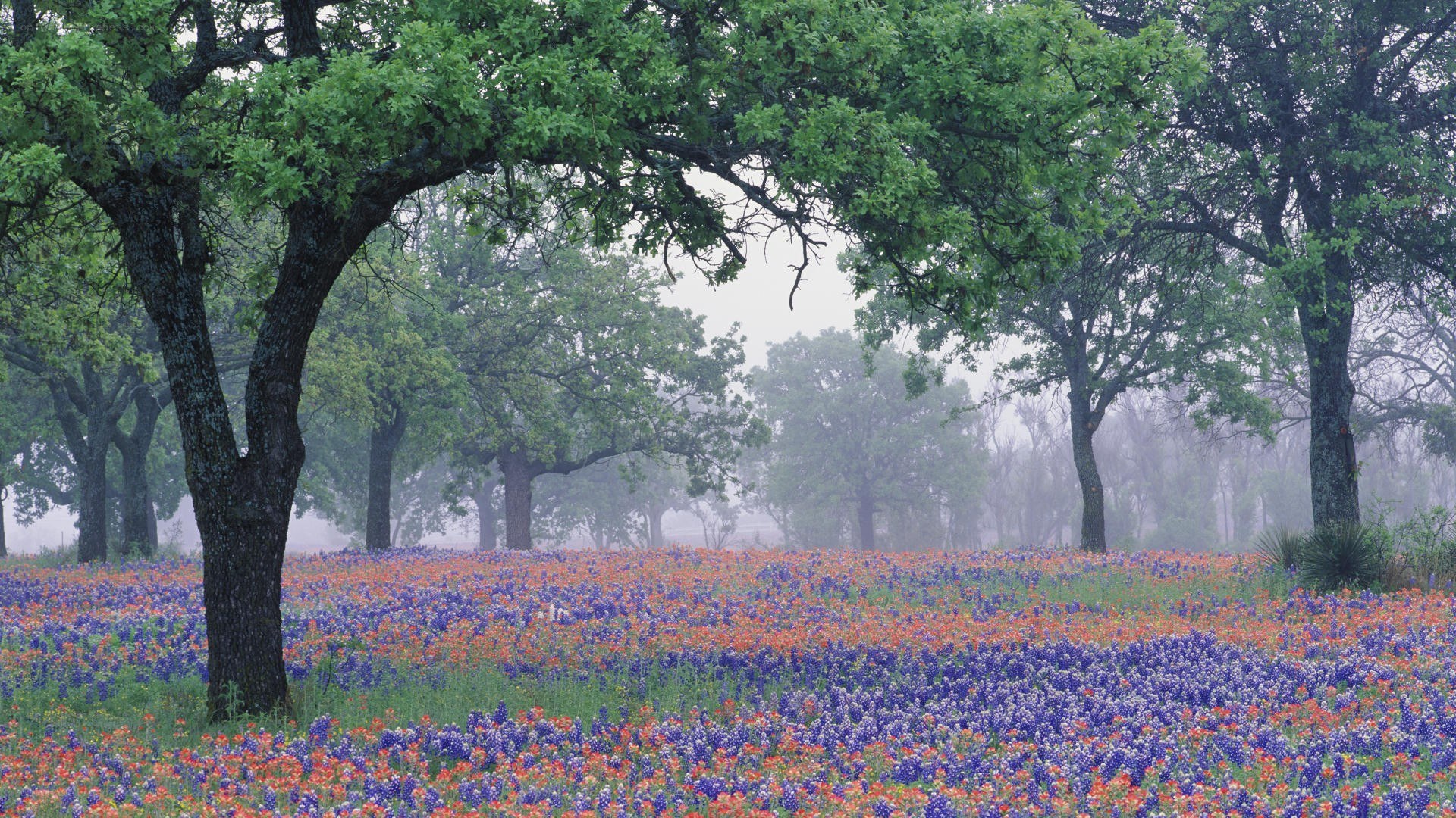 Flower field with oak trees