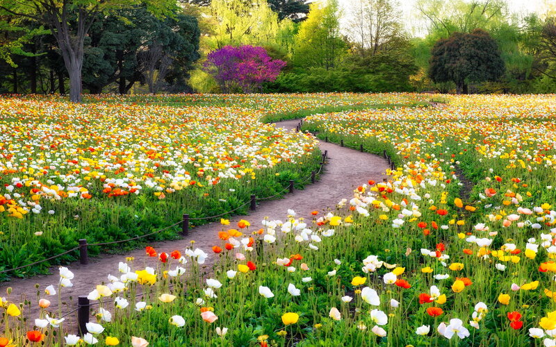 Flower Field with Path