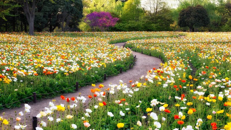 Flower Field with Path — Yellow, Serene, Spring, Photograph