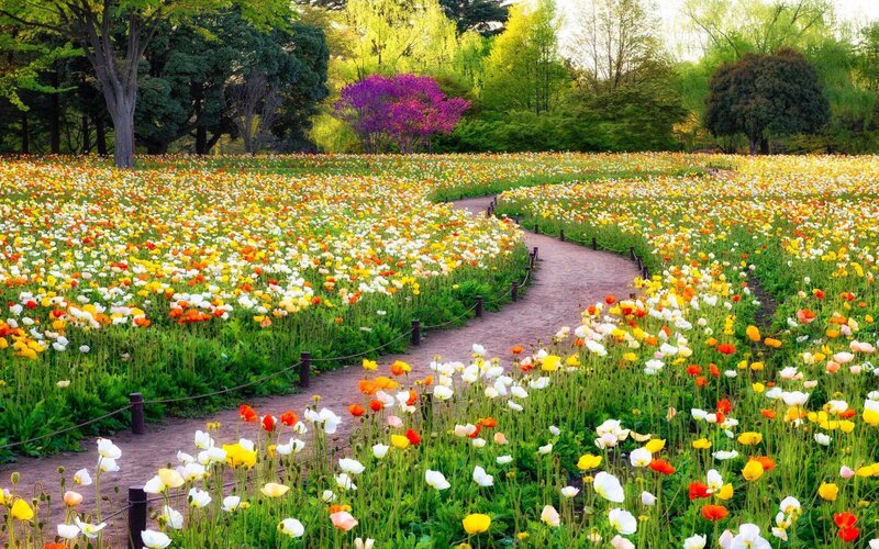 Flower Field with Path — Yellow, Serene, Spring