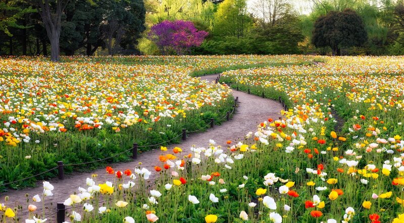 Flower Field with Path — Yellow, Serene