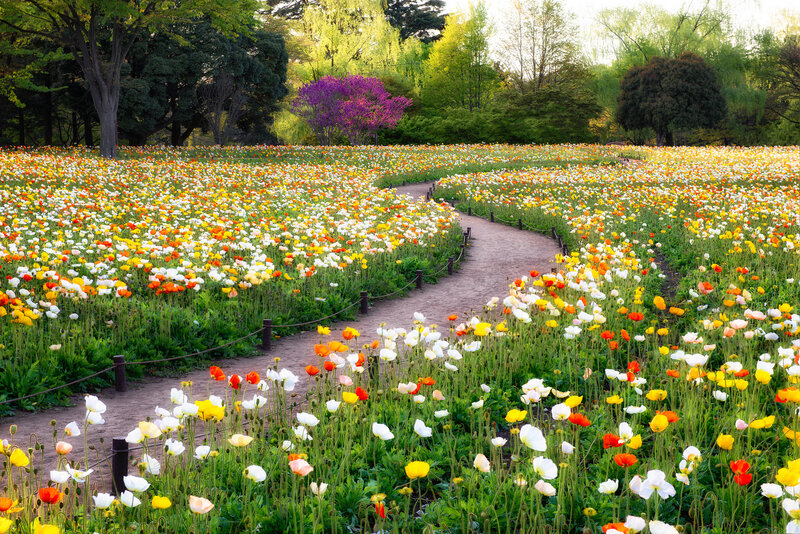 Flower Field with Path — Yellow