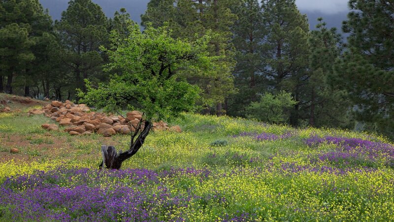 Flower field with pine trees