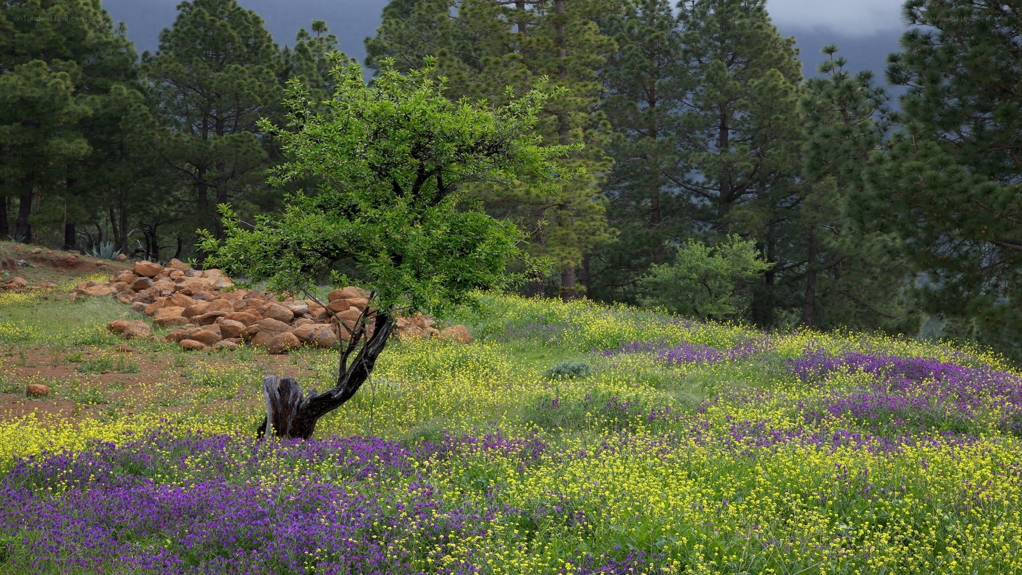 Flower field with pine trees