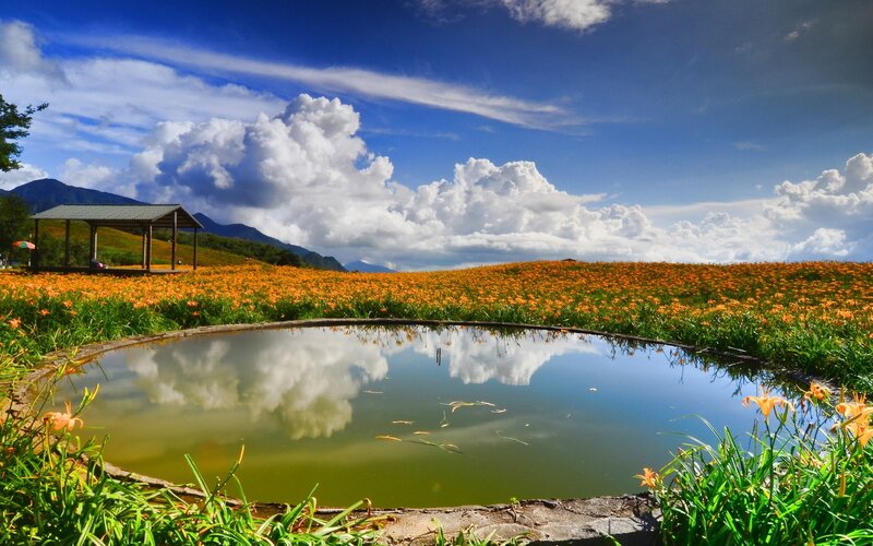 Flower field with pond reflection