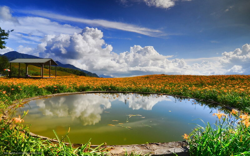 Flower field with pond reflection