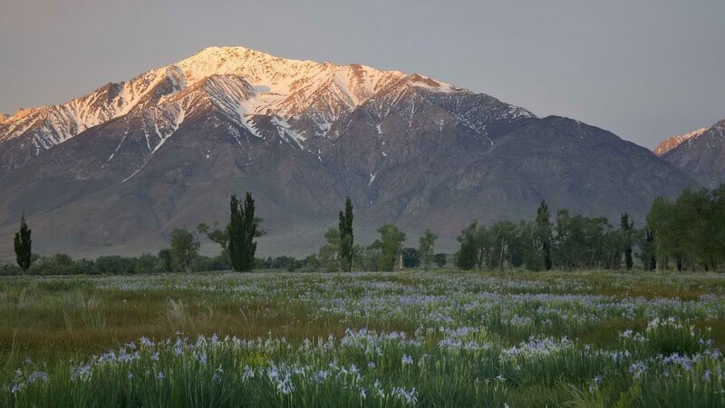 Flower field with snow-capped mountains
