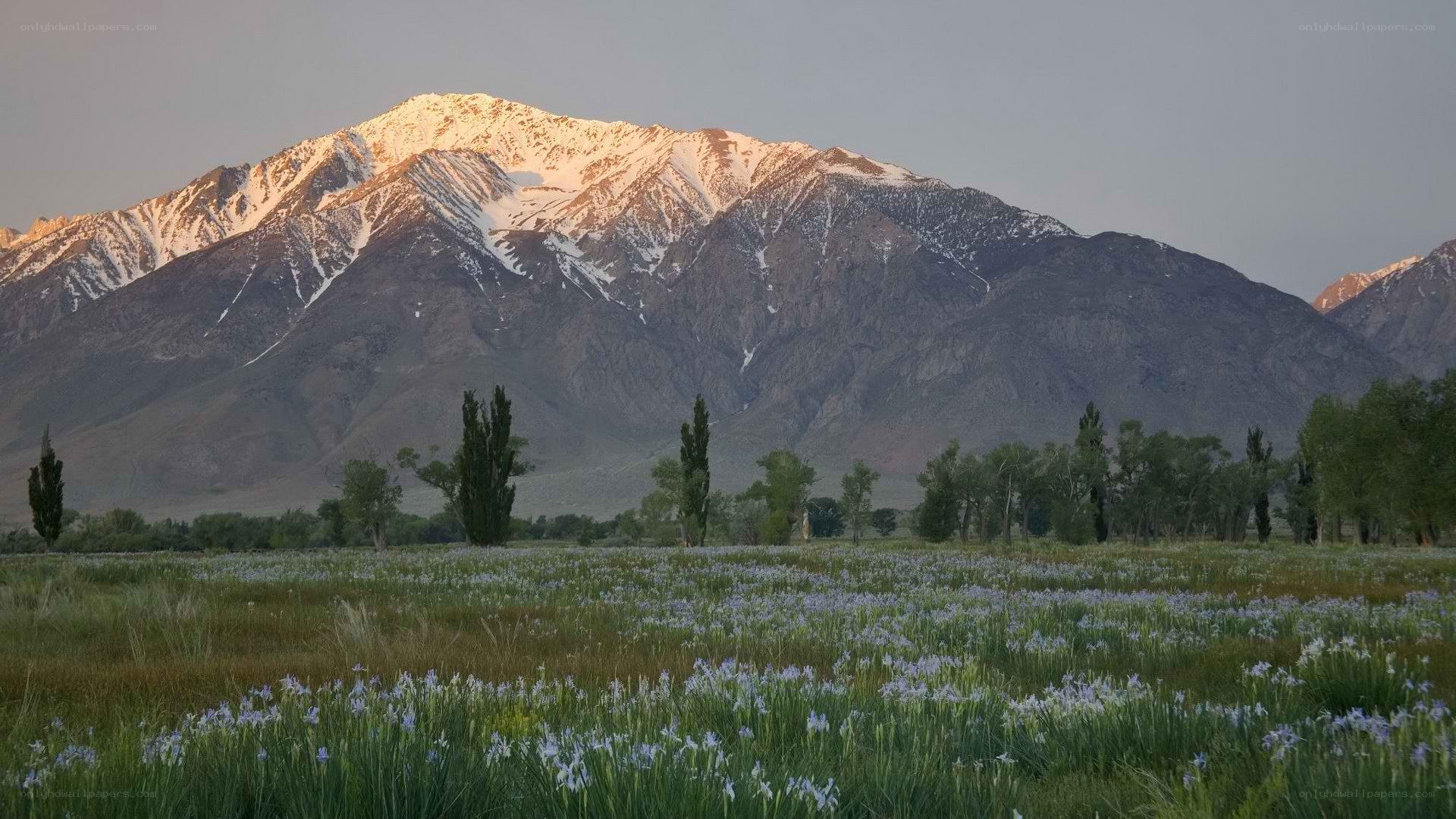Flower field with snow-capped mountains