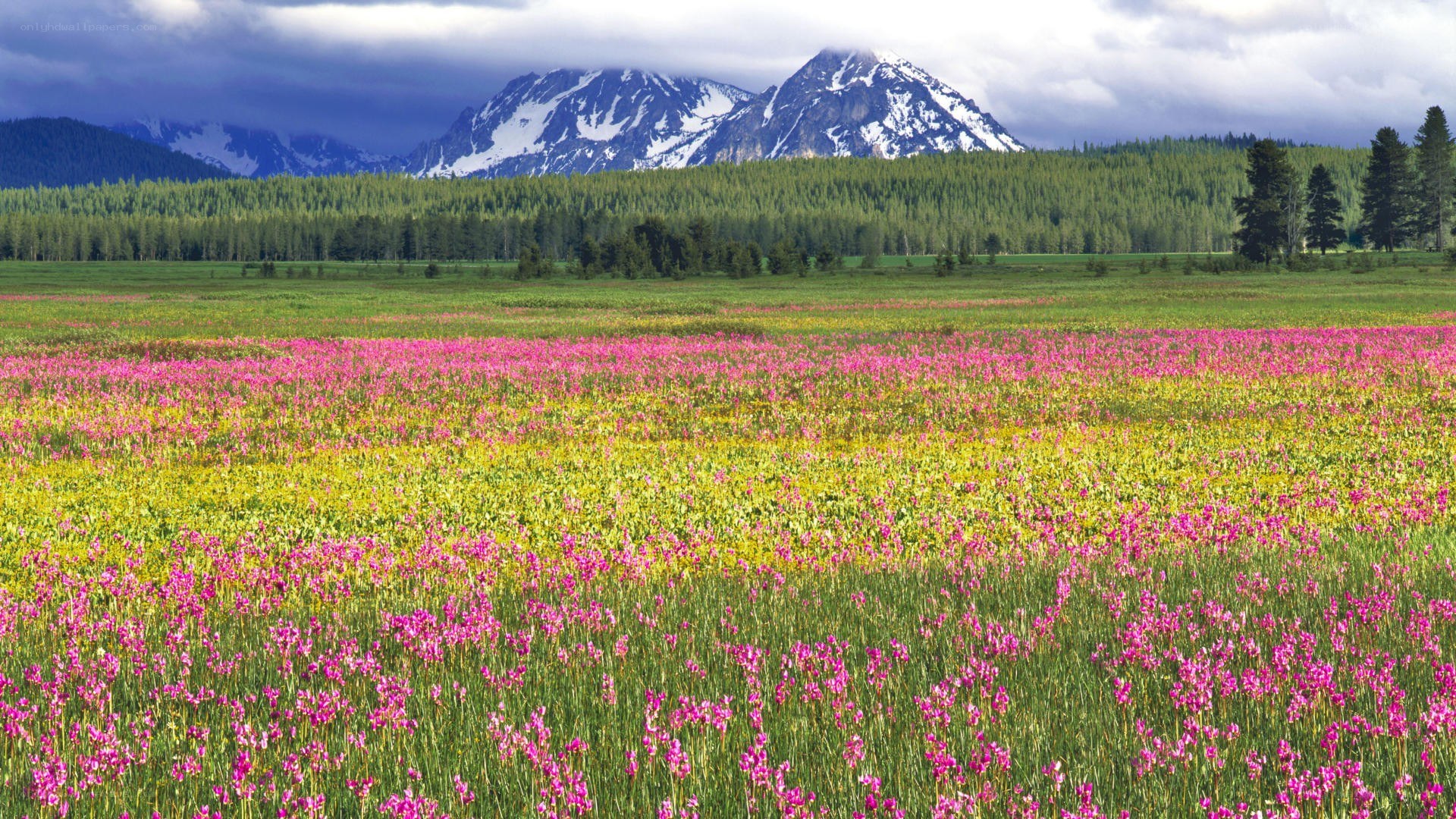 Flower field with snow-capped mountains