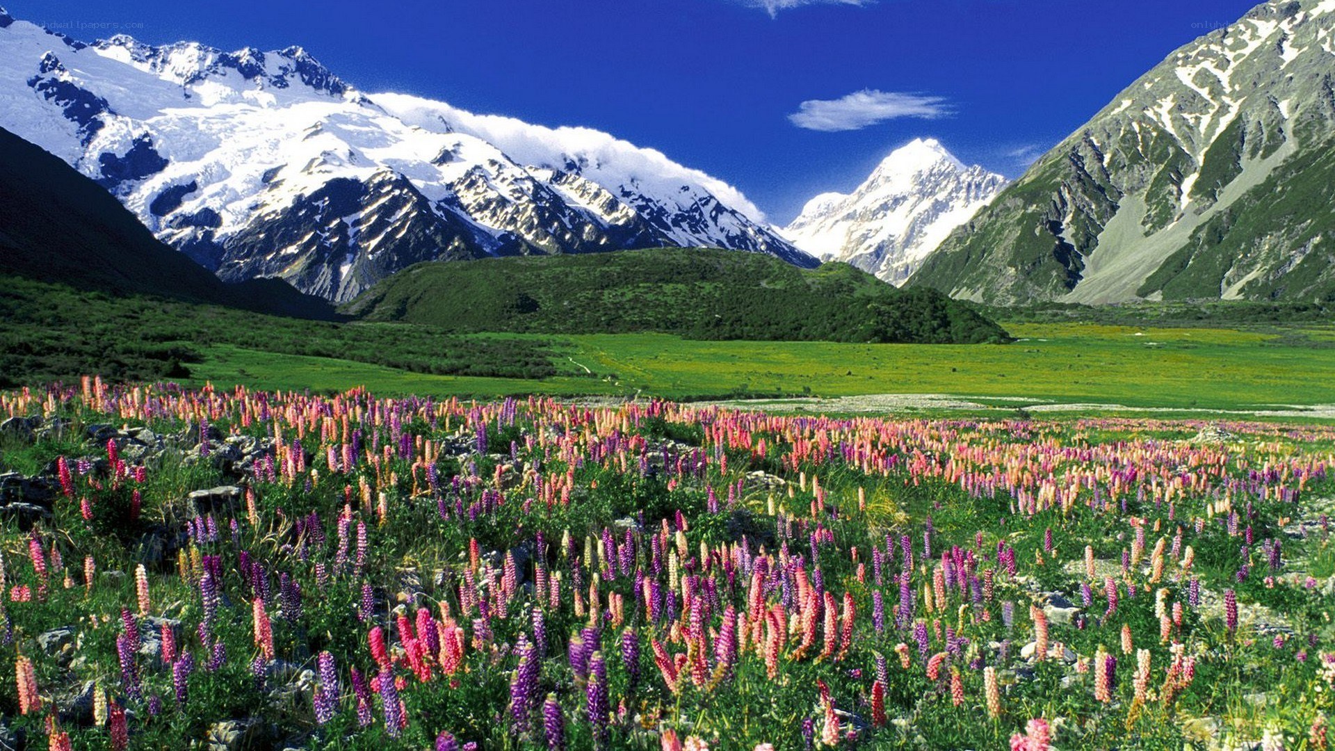 Flower field with snow-capped mountains