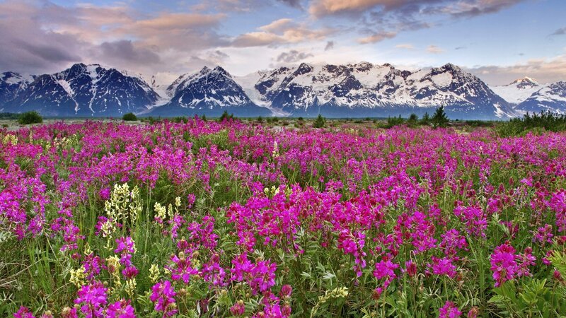 Flower field with snow-capped mountains