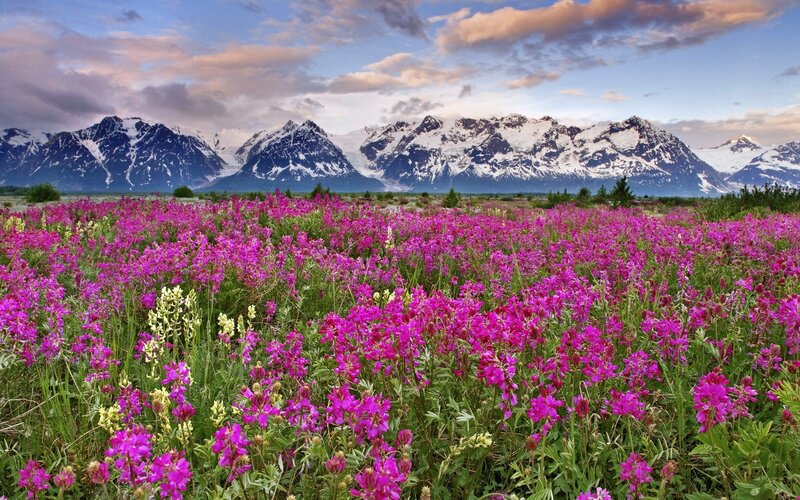 Flower field with snow-capped mountains