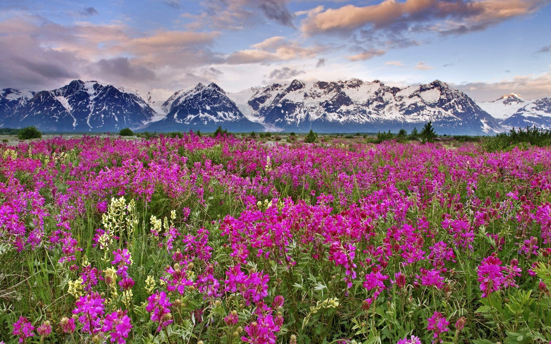 Flower field with snow-capped mountains