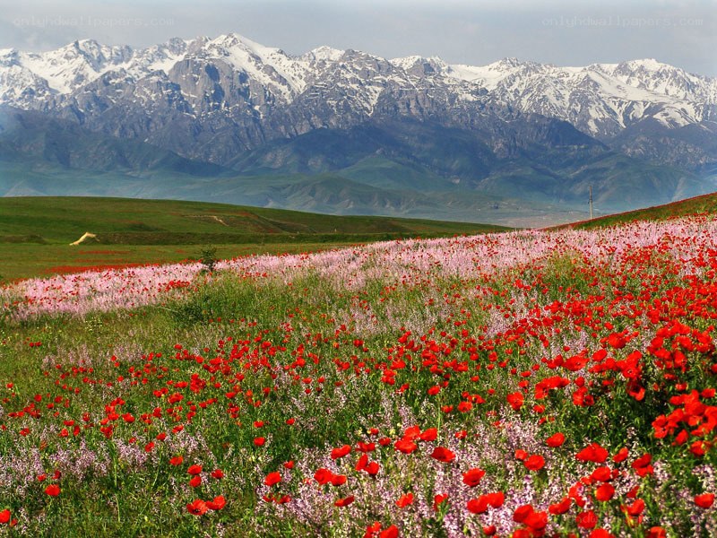 Flower field with snow-capped mountains