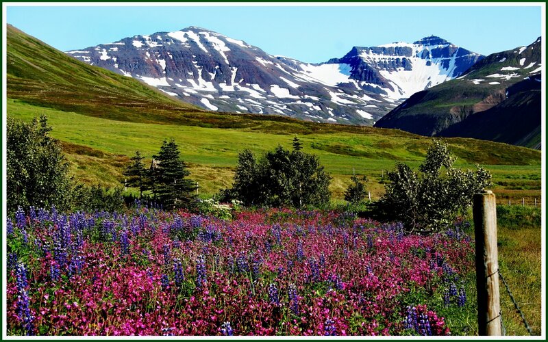 Flower field with snow-capped mountains