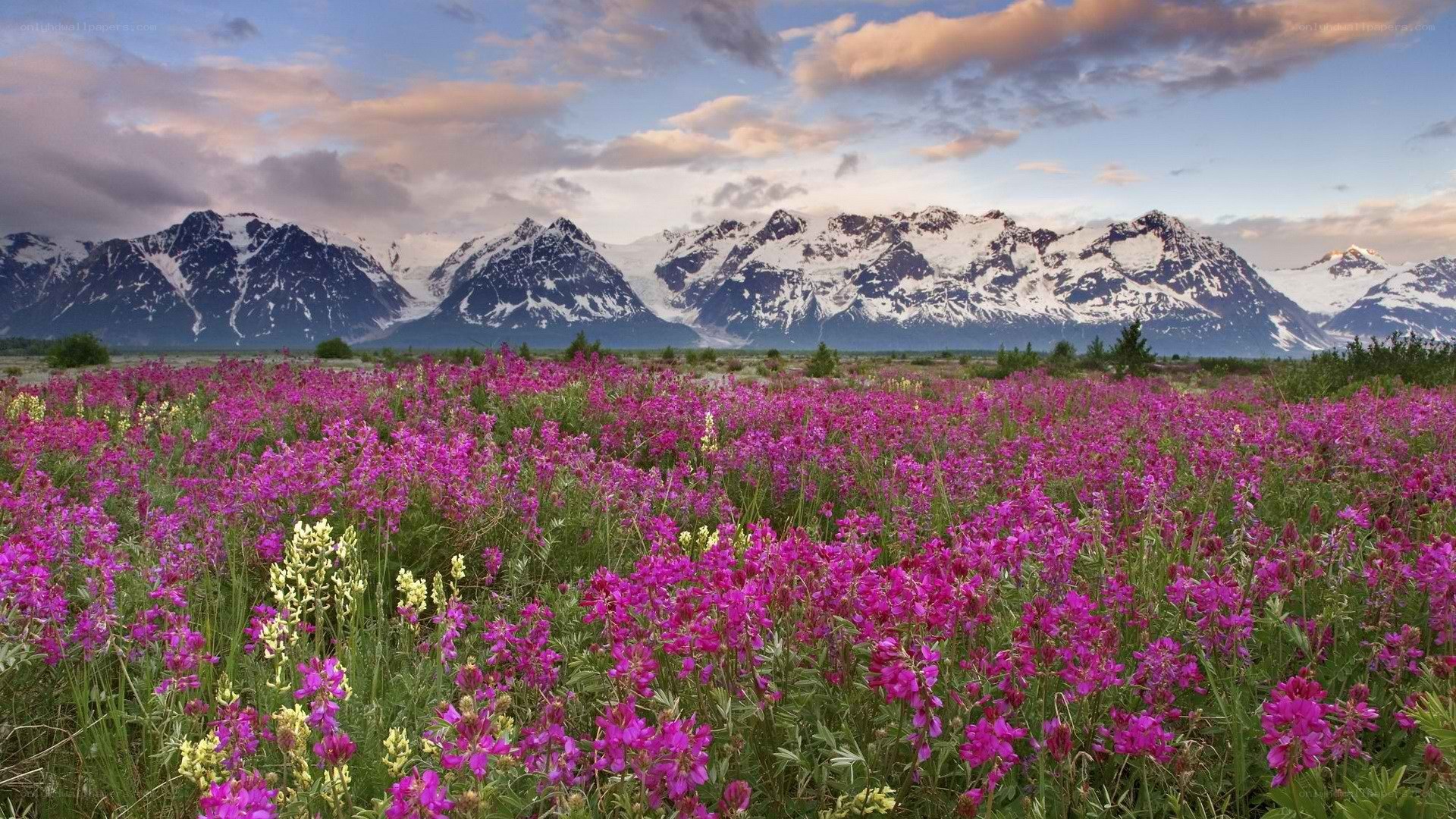 Flower field with snow-capped mountains