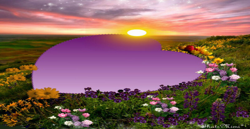 Flower Field with Sunset