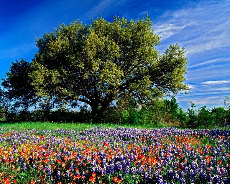 Flower field with tree