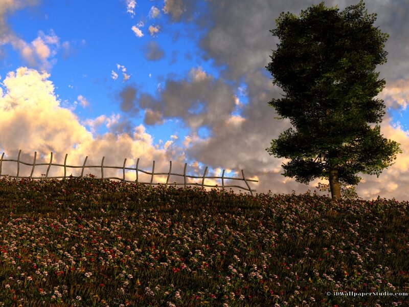 Flower field with tree and fence