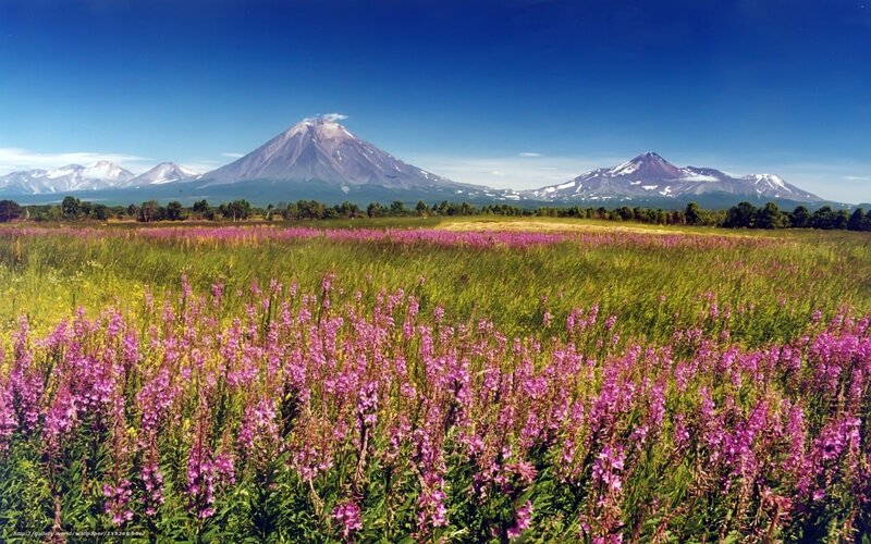 Flower field with volcanic mountains