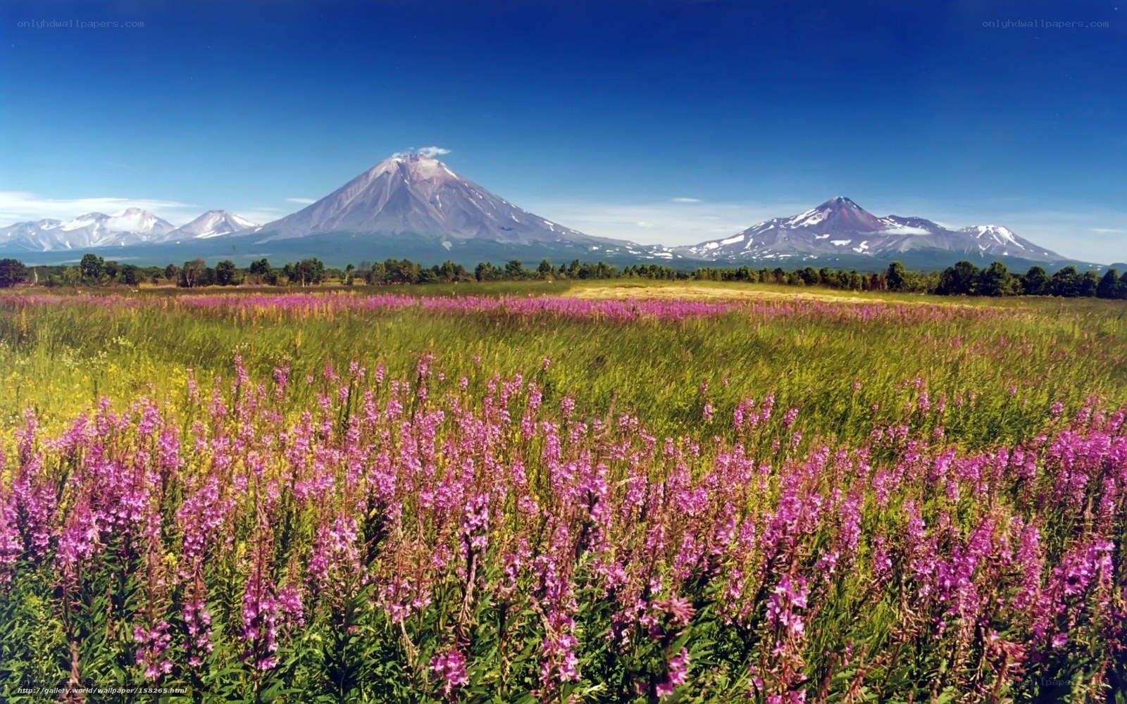 Flower field with volcanic mountains