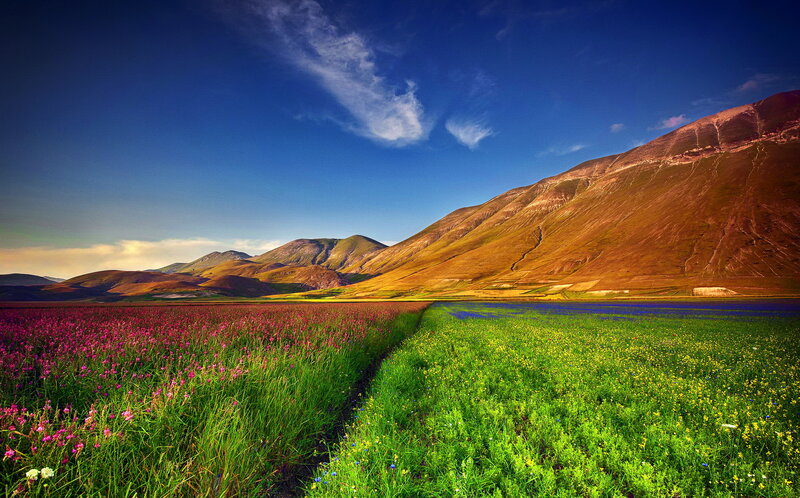 Flower Fields and Mountains