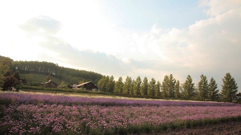Flower fields at sunset
