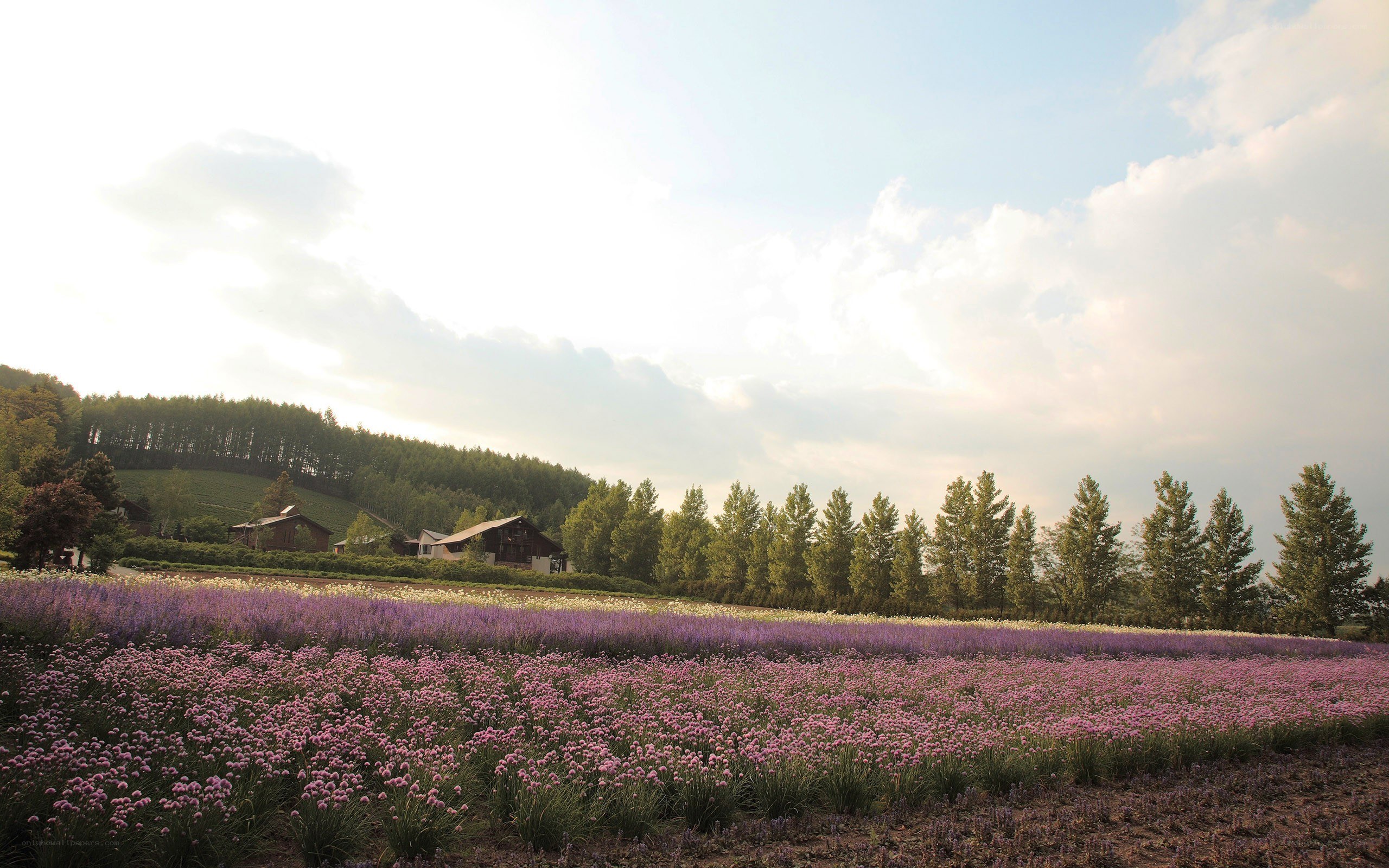 Flower fields at sunset