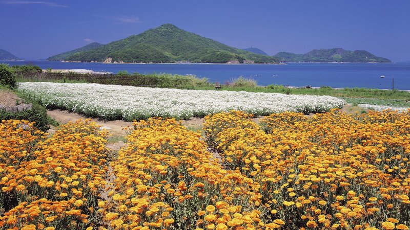 Flower fields by the sea