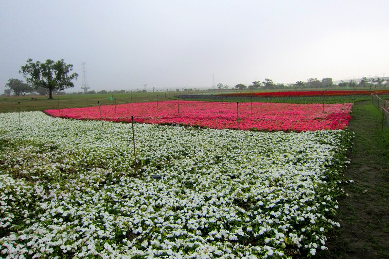 Flower Fields in Fog