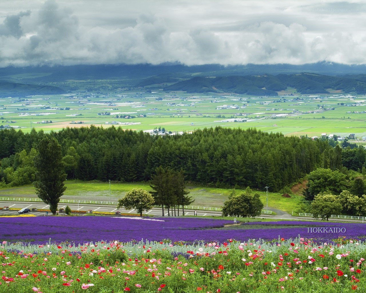 Flower fields in Hokkaido