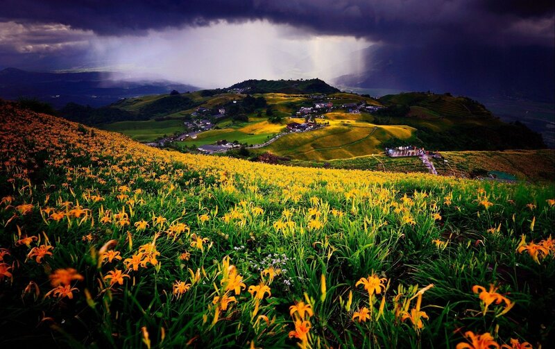 Flower fields under stormy sky