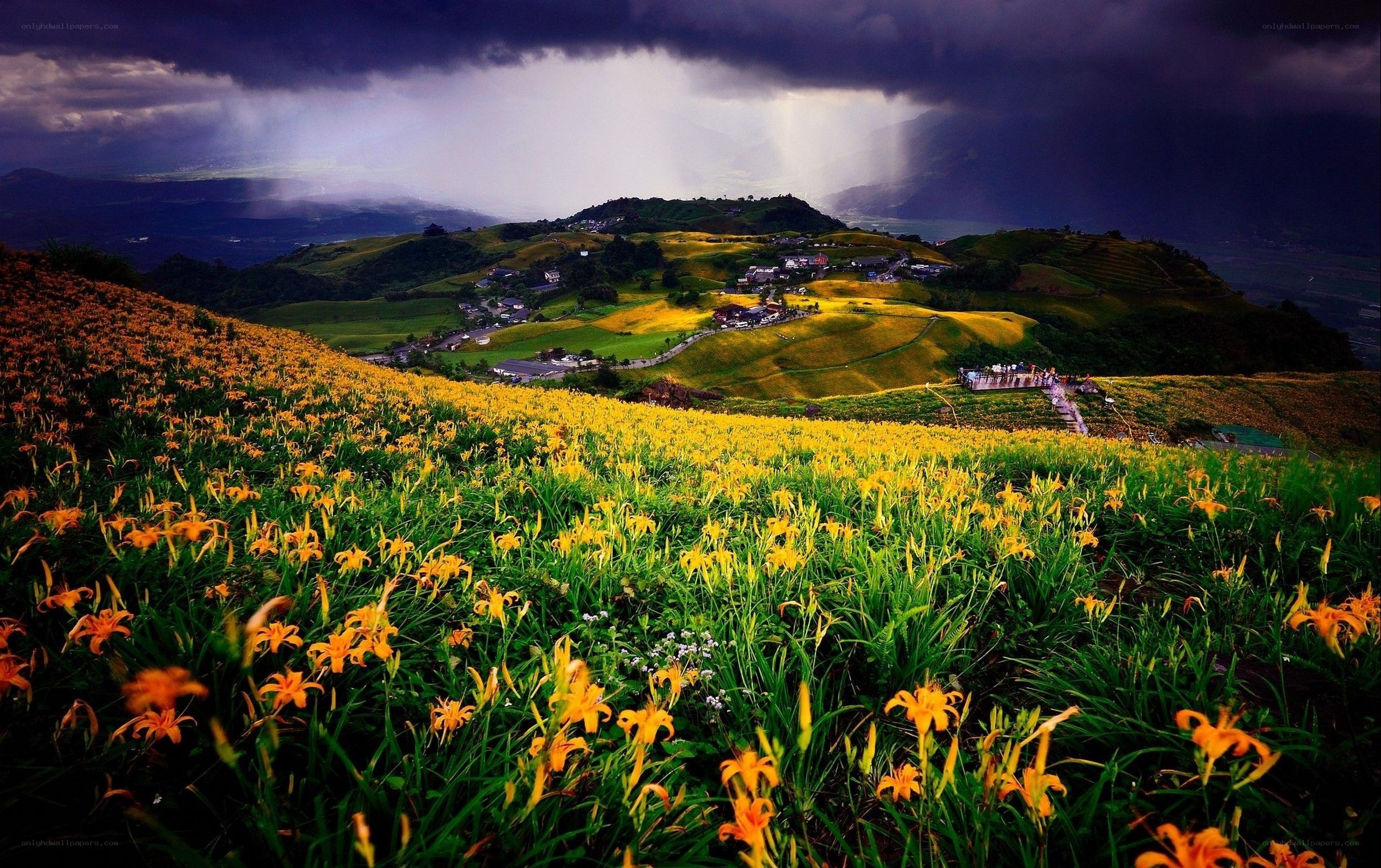 Flower fields under stormy sky
