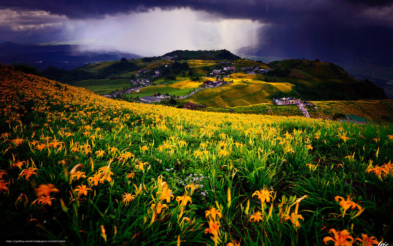 Flower fields under stormy sky