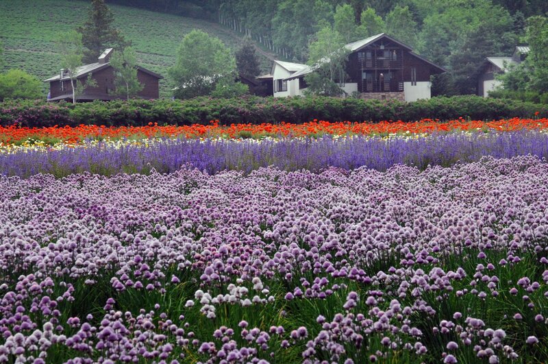 Flower Fields with Cabins