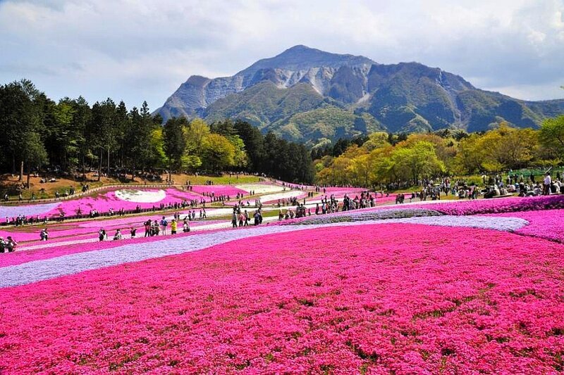 Flower fields with mountain view