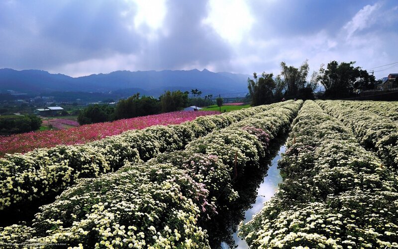 Flower fields with mountain view